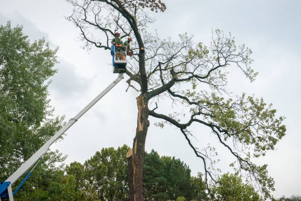 How Our Tree Care Process Works  in  Deep River Center, CT